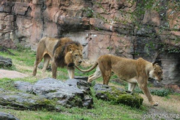 East African (Transvaal) Lion