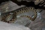 Bullsnake