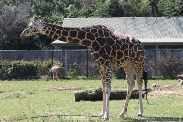 Reticulated giraffe