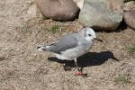 Franklin's gull