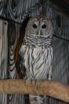 Barred owl