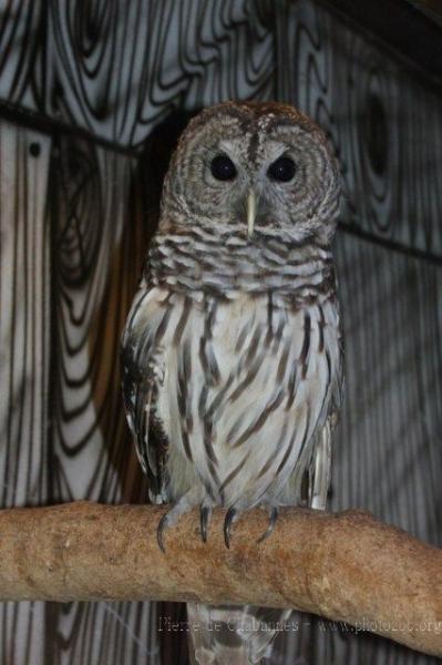 Barred owl