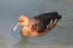 Fulvous whistling-duck