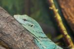 Emerald tree monitor