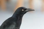 Great-tailed grackle