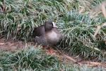 Lesser white-fronted goose