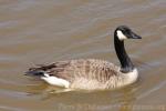 Canada goose