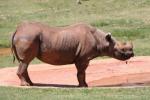 Southern black rhinoceros