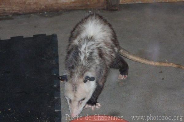 Virginia opossum