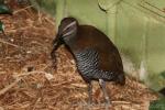 Guam rail