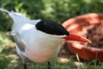 Caspian tern