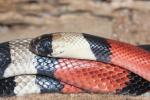 Central American milksnake