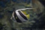 False moorish idol