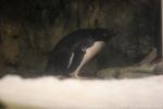 Adelie penguin