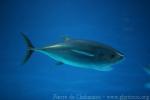 Bigeye tuna