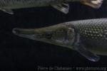 Alligator gar