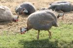 Helmeted guineafowl