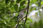 Black-winged myna