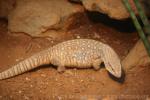 Savannah monitor