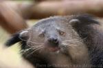 Indochinese binturong