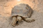 African spurred tortoise