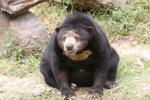 Malayan sun bear