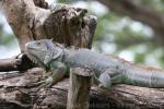 Green iguana