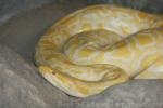 Burmese python