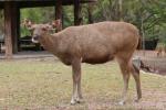 Indochinese sambar deer