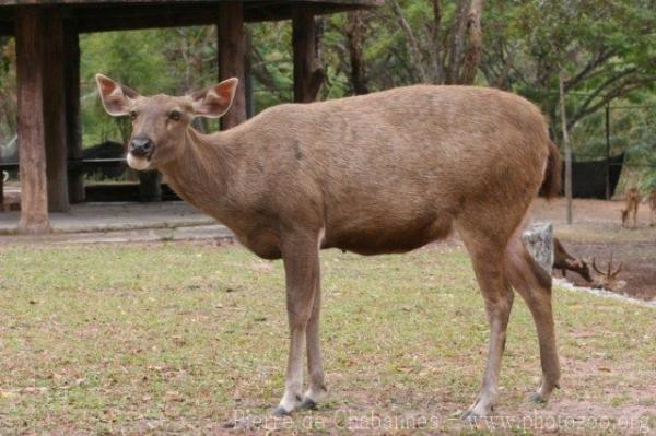 Indochinese sambar deer