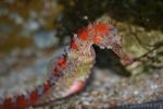 Thorny seahorse