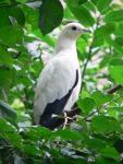 Pied imperial-pigeon