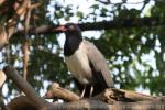 Coral-billed ground-cuckoo