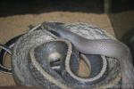 Cave dwelling ratsnake