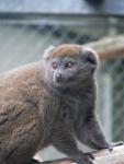 Lake Alaotra bamboo lemur