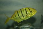 Golden trevally