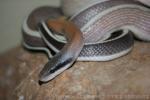 Cave dwelling ratsnake