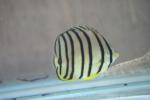 Eightband butterflyfish