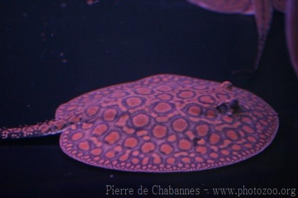 Smooth back river stingray