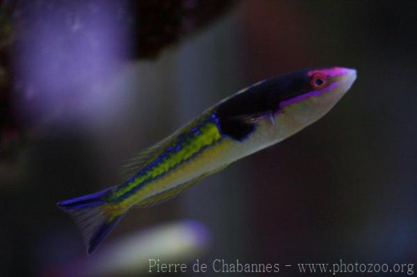 Severns' wrasse