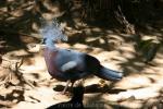 Victoria crowned-pigeon