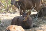 Indochinese sambar deer