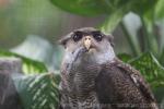 Barred eagle-owl