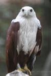 Brahminy kite