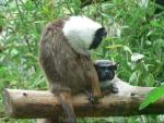 Pied tamarin