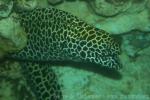 Laced moray