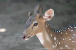 Chital