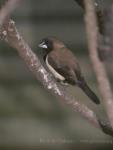 Javan munia