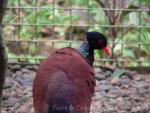 Green-naped pheasant pigeon