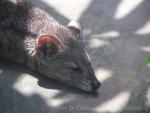 Small indian civet